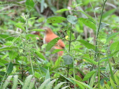 Furnarius leucopus
