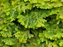 Trichocolea tomentella