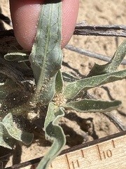 Asclepias