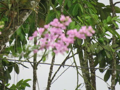 Ionopsis utricularioides