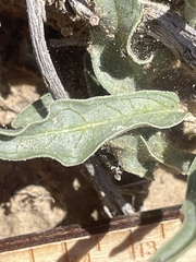 Asclepias