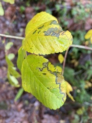 Stigmella anomalella
