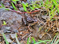 Lithobates taylori