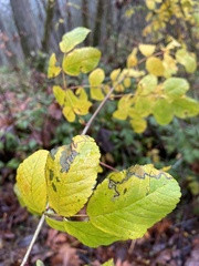 Stigmella anomalella