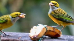 Tangara icterocephala