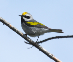 Vermivora chrysoptera