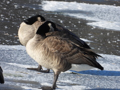 Branta canadensis parvipes