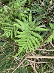 Coryphopteris castanea