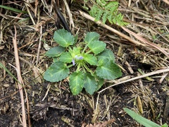 Viola nagasawae