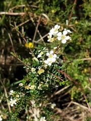 Leptospermum polygalifolium