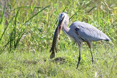 Lepisosteus platyrhincus