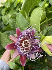 Passiflora quadrangularis