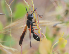 Protodiscoelius merula