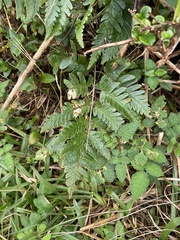 Dryopteris polita