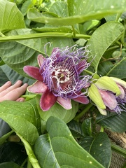 Passiflora quadrangularis