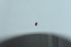 Cryptocephalus implacidus