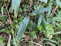 Ardisia crispa