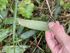 Ardisia crispa