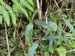 Ardisia crispa