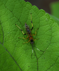 Ichneumonina