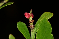 Phyllocladus aspleniifolius