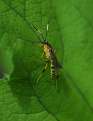 Ichneumonina