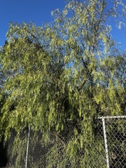 Fraxinus angustifolia