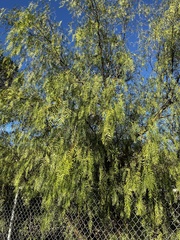 Fraxinus angustifolia