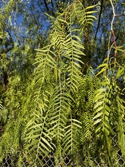 Fraxinus angustifolia