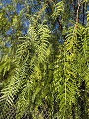 Fraxinus angustifolia