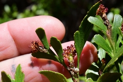 Phyllocladus aspleniifolius
