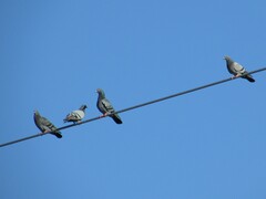 Columba livia domestica