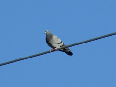Columba livia domestica
