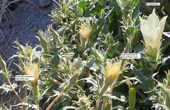 Mentzelia involucrata