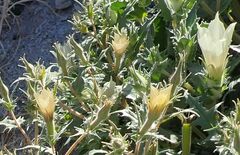 Mentzelia involucrata