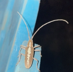 Neoptychodes trilineatus
