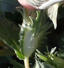 Mentzelia involucrata