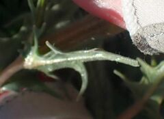 Mentzelia hirsutissima