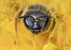 Lasioglossum sphecodoides