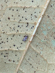 Stephanitis pyrioides