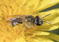 Lasioglossum sphecodoides