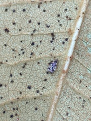 Stephanitis pyrioides