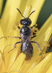 Lasioglossum sphecodoides