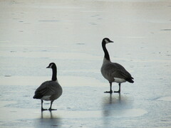 Branta canadensis