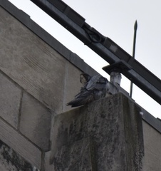 Falco peregrinus