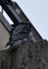 Falco peregrinus