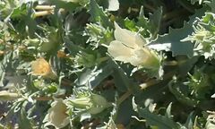 Mentzelia involucrata