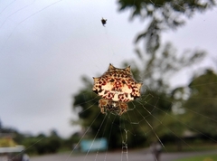 Gasteracantha kuhli