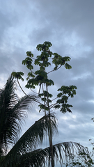 Cecropia obtusifolia