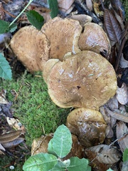 Suillus caerulescens